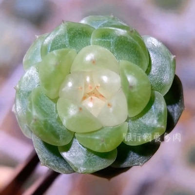 甜狗银行狗母本定繁多肉