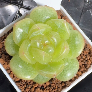 呱唧呱唧3015黄桃珍妮 定向繁殖 一物一拍多肉