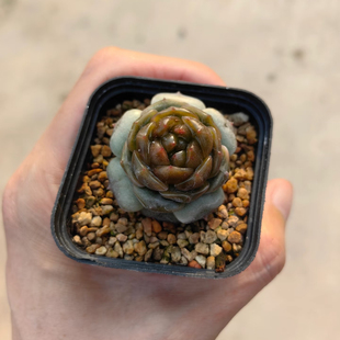 秘境新品 宫花-太妃 定向繁殖 一物一拍多肉