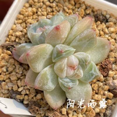巫拉拉刚毅多肉植物一物一拍