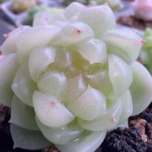 白财富 泼天的财富 主图母本定繁 一物一拍 蜗牛大叔的多肉