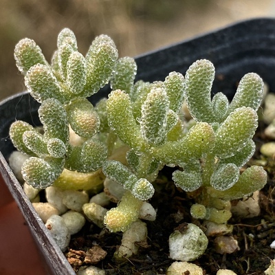 冰晶枝干番杏多肉植物一物一拍