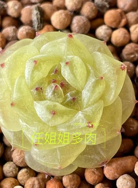 稀有绝绝子多肉黄甜心 李铁锤甜心 主图任姐姐母本定繁 一物一拍