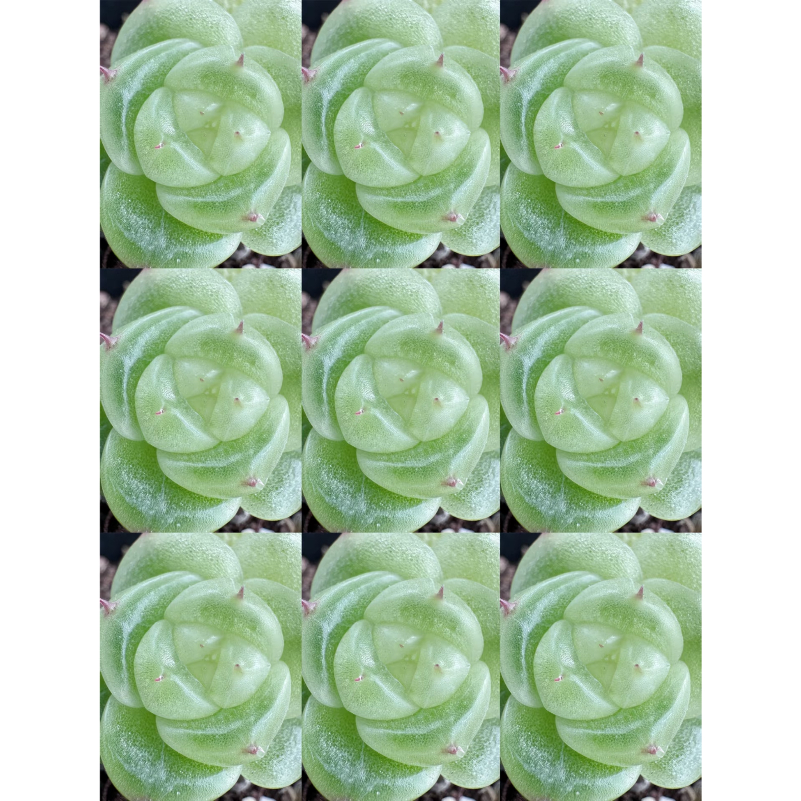 呱唧呱唧宽叶白宝拉—洋桔梗