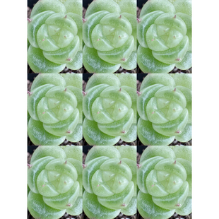 呱唧呱唧 宽叶白宝拉—洋桔梗 定向繁殖 一物一拍多肉