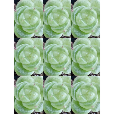 呱唧呱唧宽叶白宝拉—洋桔梗