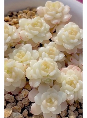 花陌派编号麦秆fm-72 定向繁殖 一物一拍多肉