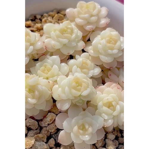 花陌派编号麦秆fm-72多肉