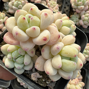 罗琦 粉劳尔 果冻罗琦群生多肉植物 一物一拍 阳光雨露多肉