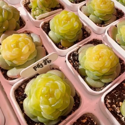 糖心鸡蛋阿花定向繁殖