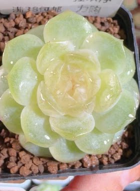 花陌派BL-355主图母本定繁多肉