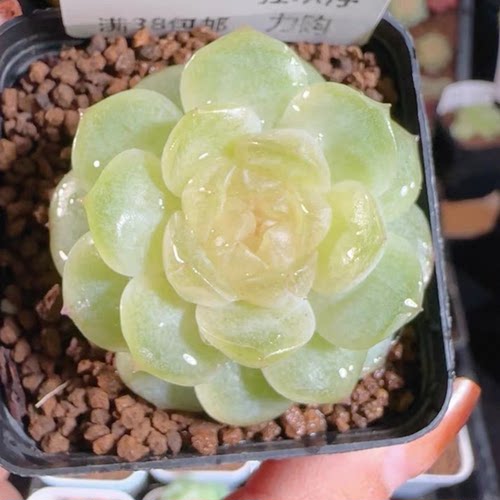 花陌派BL-355主图母本定繁多肉