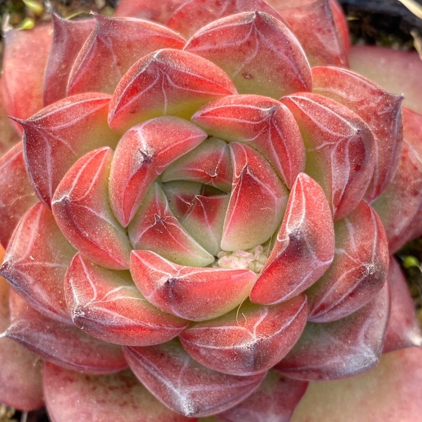 多肉 钻石星辰 一物一拍 新品杂交多肉植物 阳光雨露多肉