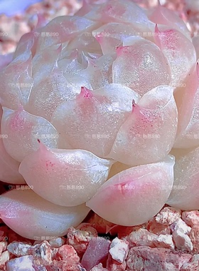 水晶包麦秆 主图憨憨母本定繁 一物一拍多肉