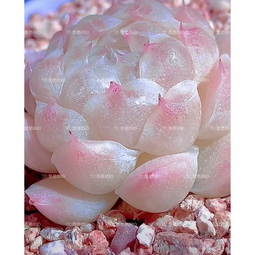 水晶包麦秆多肉憨憨母本定繁