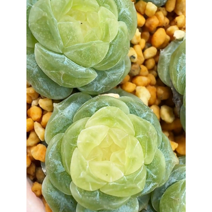 呱唧呱唧多肉 白星 定向繁殖 一物一拍