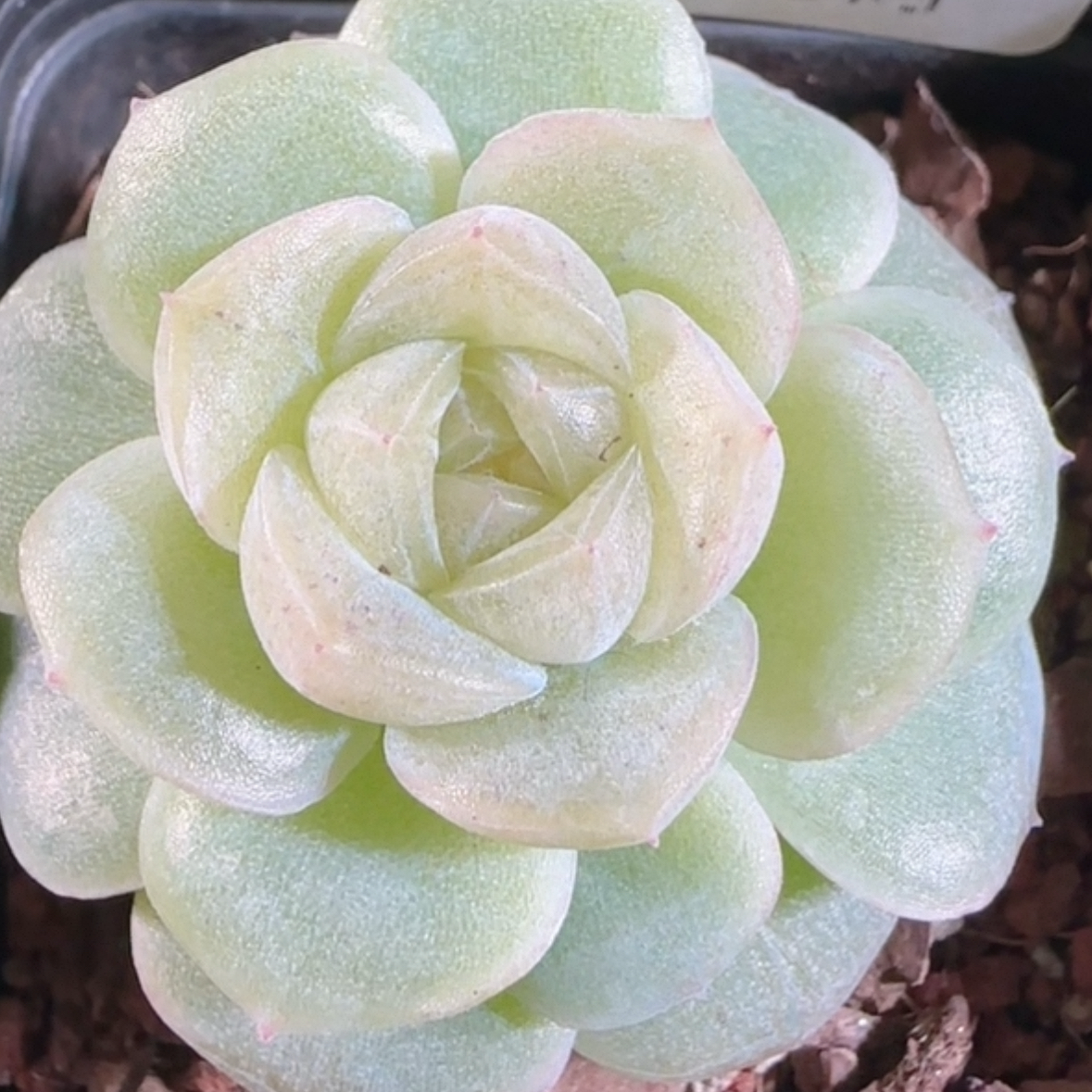 花陌新品-凝光 定向繁殖 一物一拍多肉,鲜花速递/花卉仿真/绿植园艺,多肉植物,淘宝优惠券,粉丝福利购,淘宝优惠卷