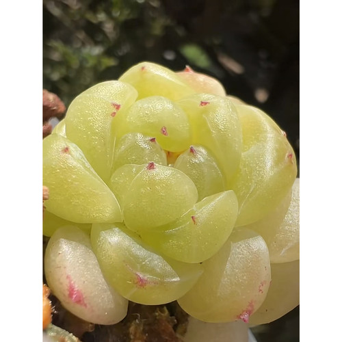 蜗牛大叔财富密码CF4主图定繁