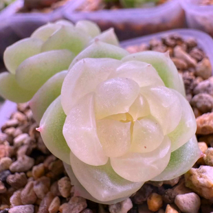 金玉财富 主图鹿林崽母本定繁 一物一拍 蜗牛大叔财富密码多肉