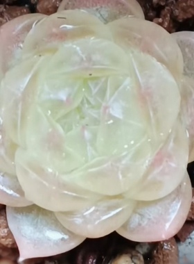 多肉 白冰 任姐姐母本定向繁殖 包品种 非巫拉拉李铁锤甜心