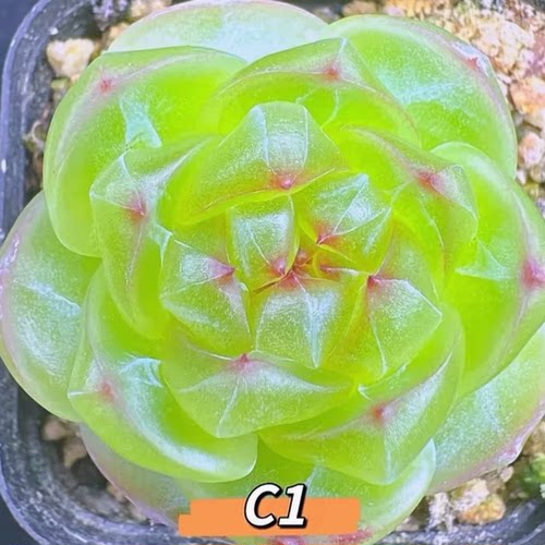 巫拉拉-簪星C1定向繁殖多肉