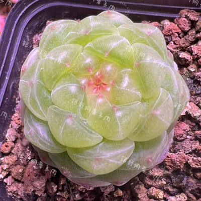 2024李铁锤甜心孤品多肉-甜吖