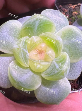 李铁锤甜心2909同款 主图芝士母本定繁 一物一拍多肉