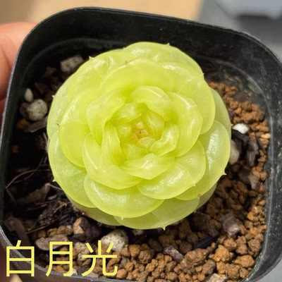 呱唧呱唧多肉-白月光定向繁殖