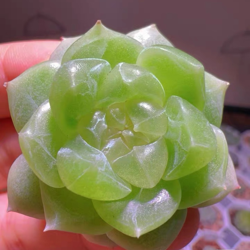 蜗牛大叔泼天的富贵多肉植物