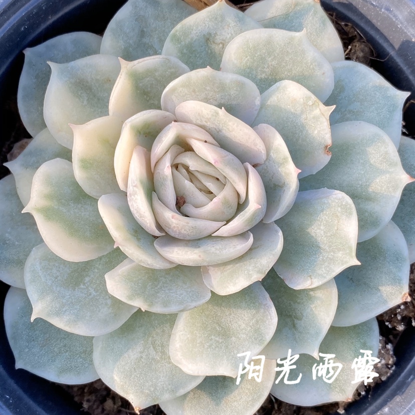 昂斯诺锦多肉植物一物一拍