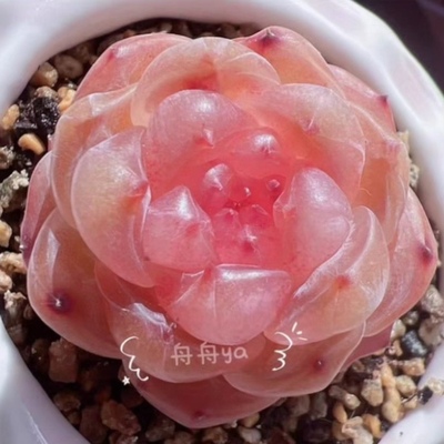 李铁锤甜心主图母本定繁多肉