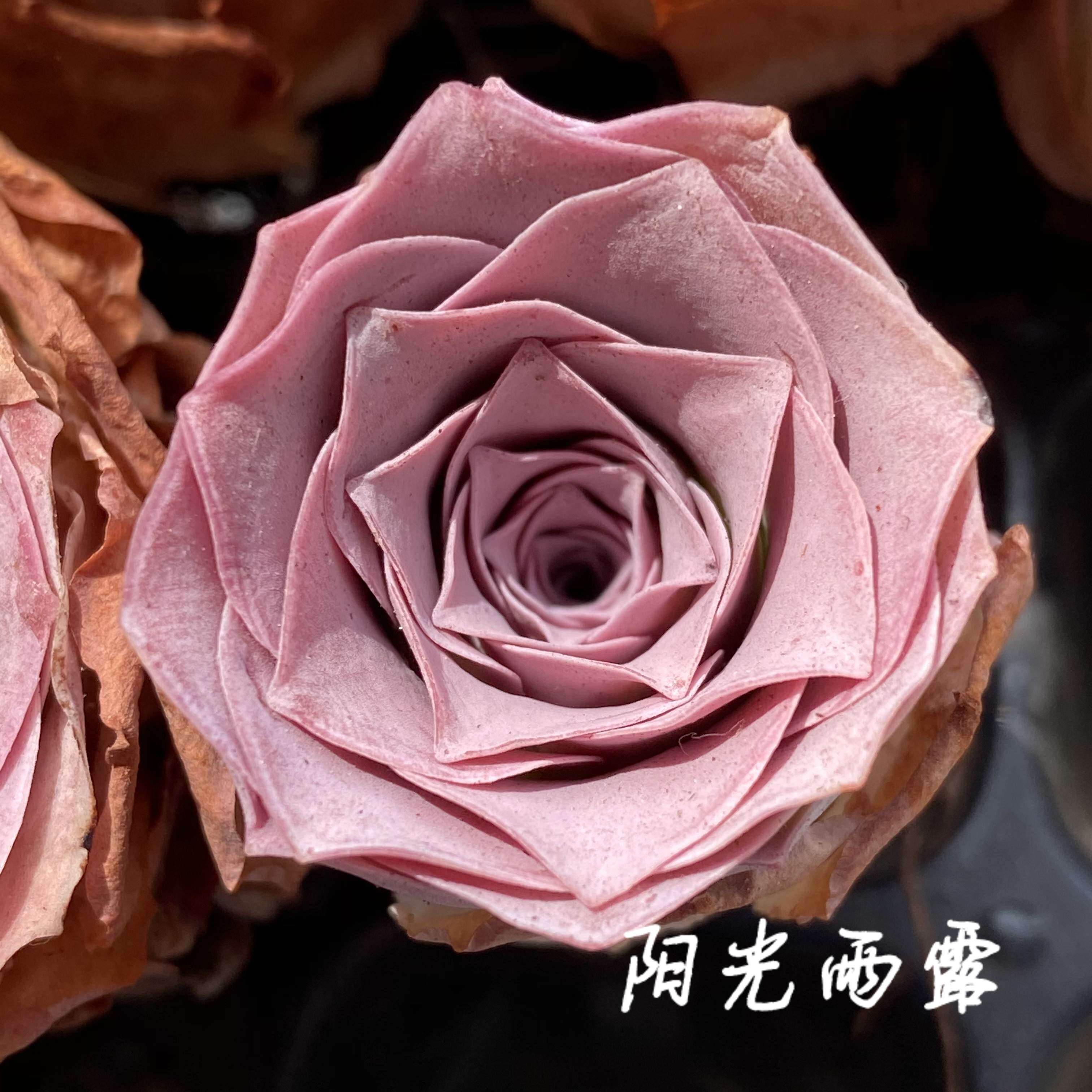 粉耶罗 潘多拉 山地玫瑰多肉植物 一物一拍
