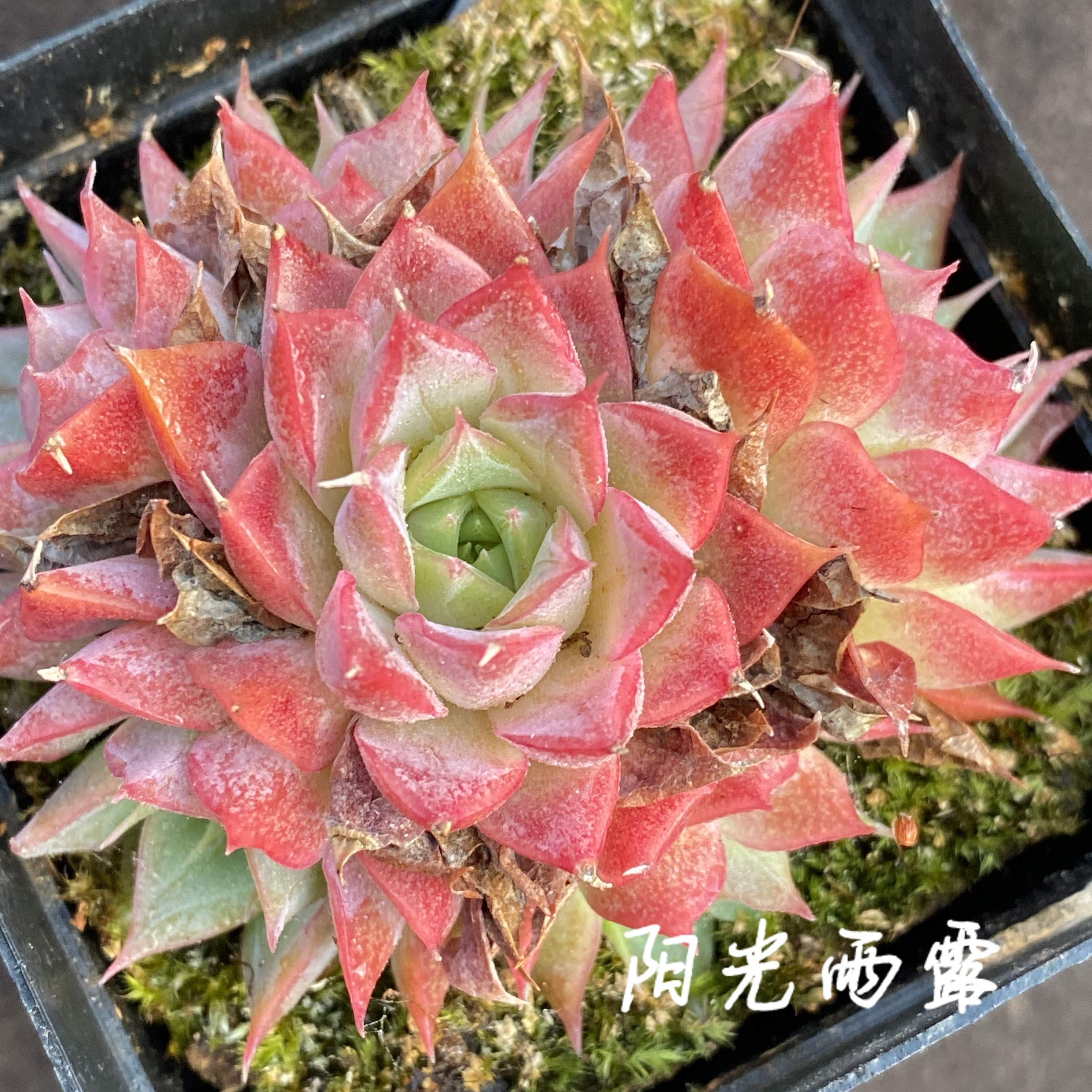 千纸鹤 新品杂交多肉植物控养精品 一物一拍