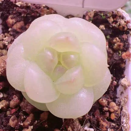 糖心鸡蛋新品-Xb27 定向繁殖 一物一拍多肉