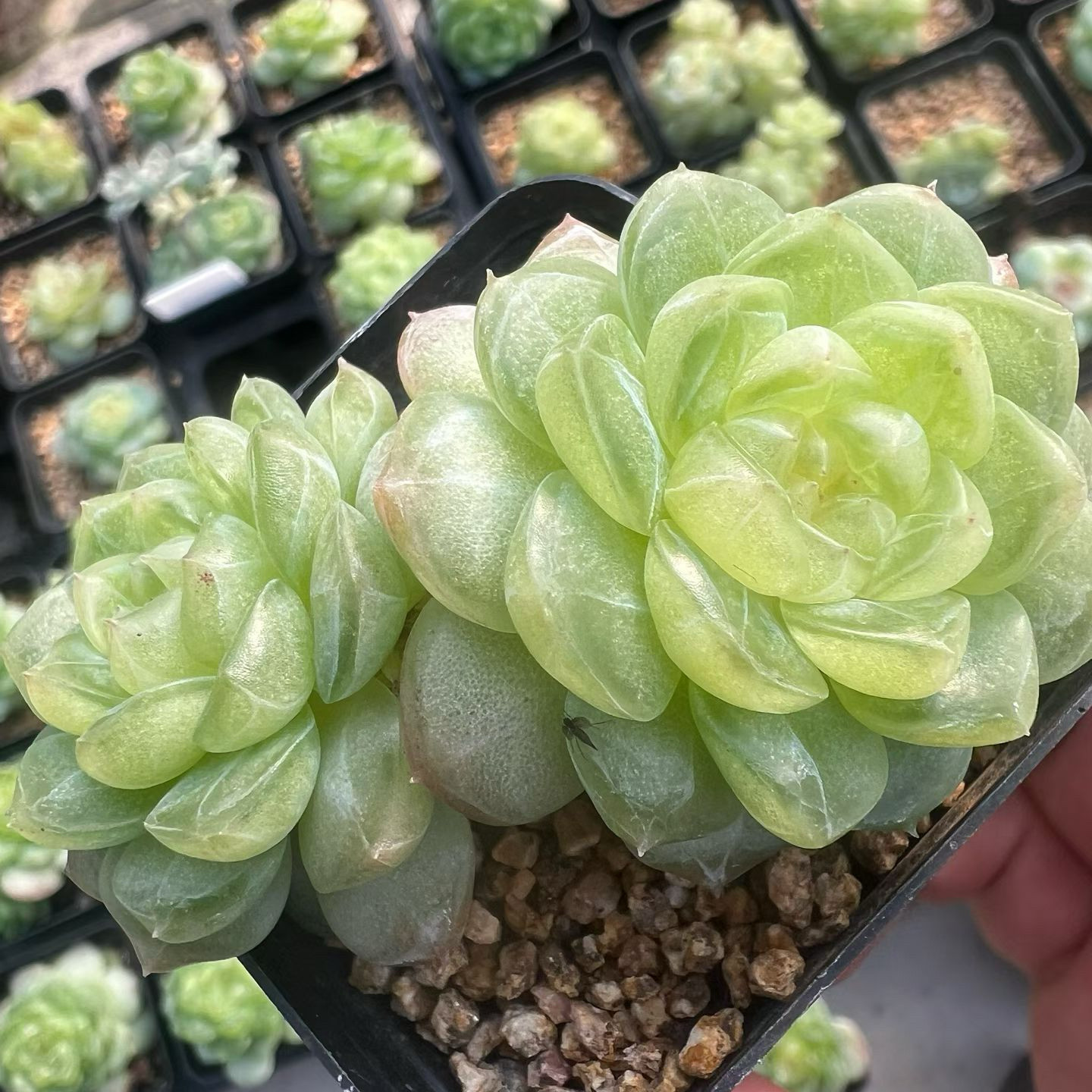 熊猫多肉-清漪 定向繁殖 一物一拍