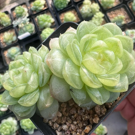 熊猫多肉-清漪 定向繁殖 一物一拍