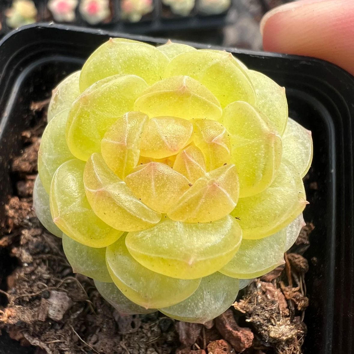 熊猫糖心 M21清浅 定向繁殖 一物一拍 风花雪月多肉,鲜花速递/花卉仿真/绿植园艺,多肉植物,淘宝优惠券,粉丝福利购,淘宝优惠卷