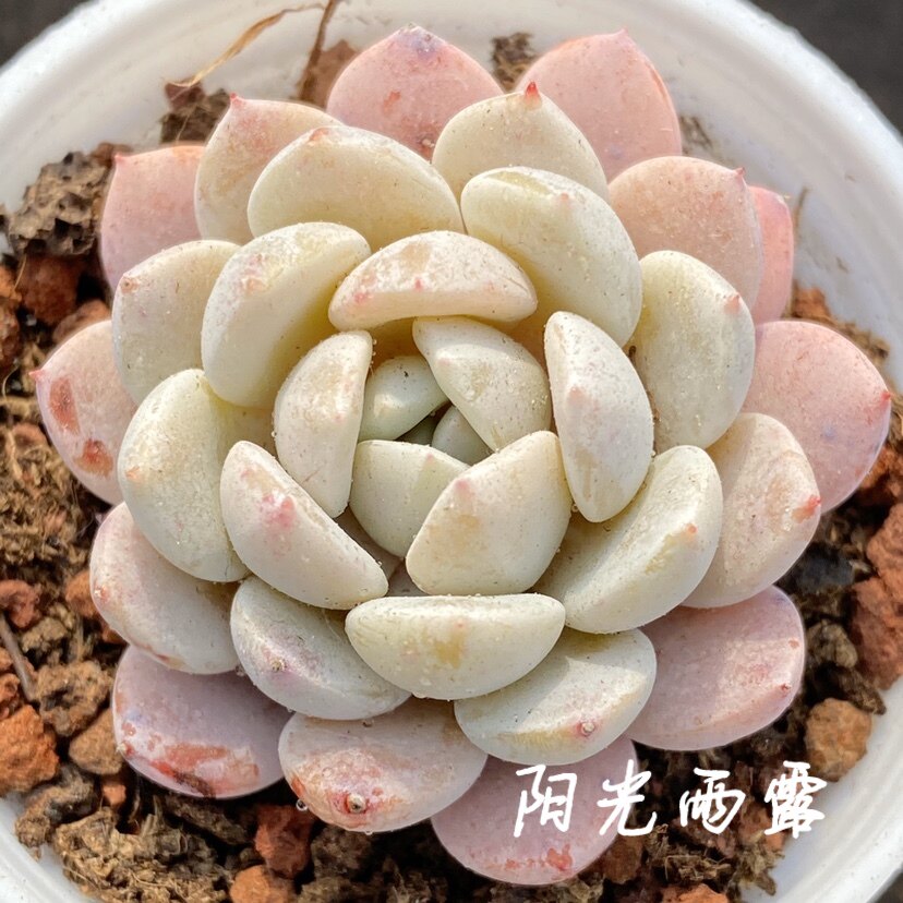 多肉雪风车 雪莲x纸风车 新品杂交多肉植物 一物一拍