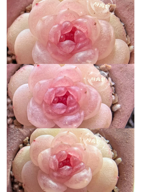 风花雪月月系列 主图阿离梨母本定繁 一物一拍多肉