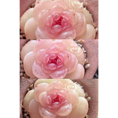 风花雪月月系列定繁多肉