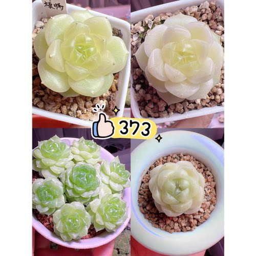 33家的373麦秆定向繁殖