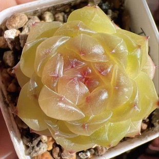 糖心鸡蛋-春闺梦 定向繁殖 一物一拍多肉