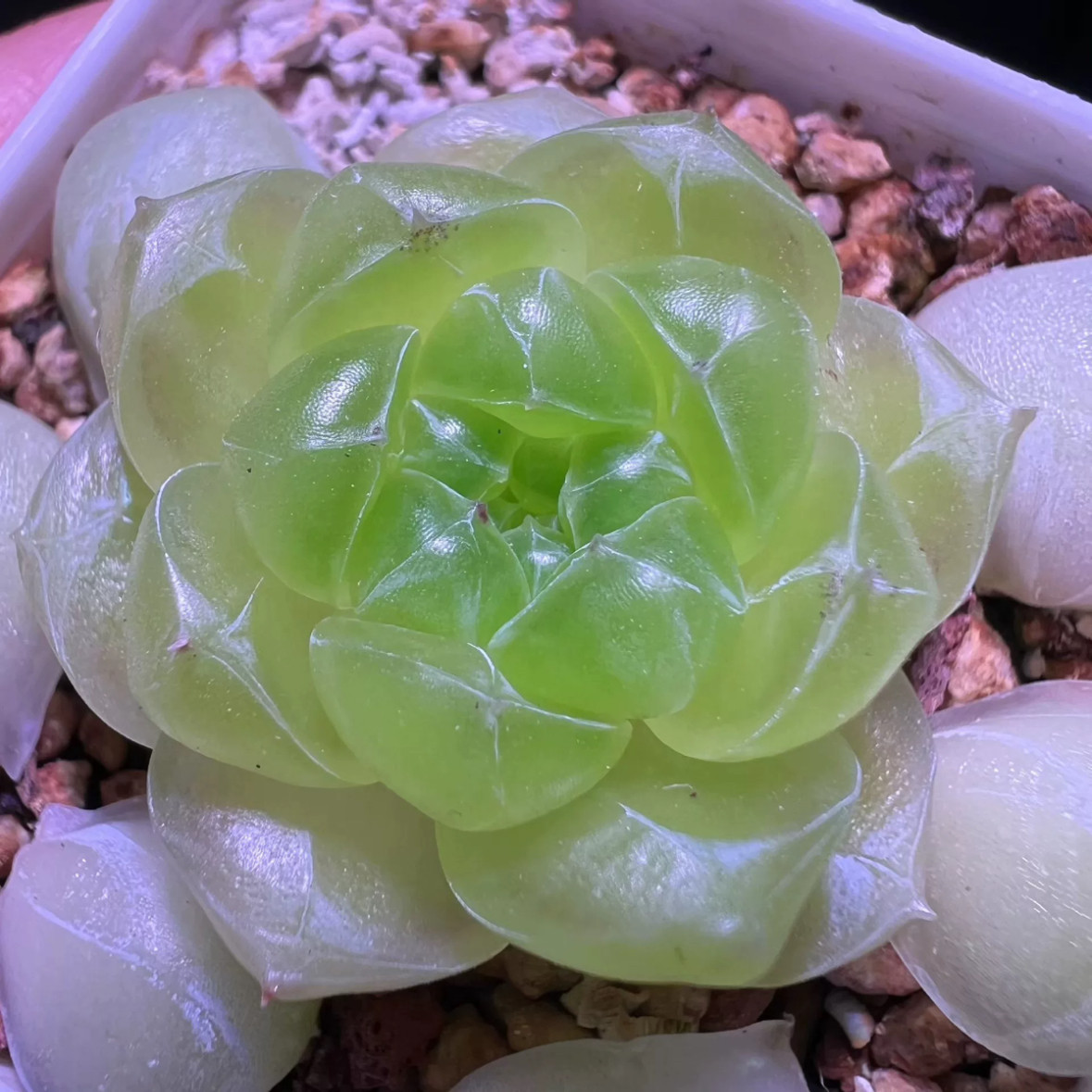 蜗牛大叔684 主图母本定繁 一物一拍多肉