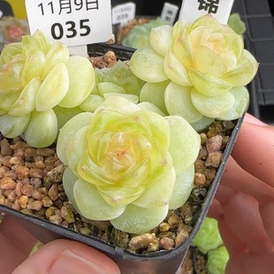 巫拉拉新品-云锦 定向繁殖 一物一拍多肉