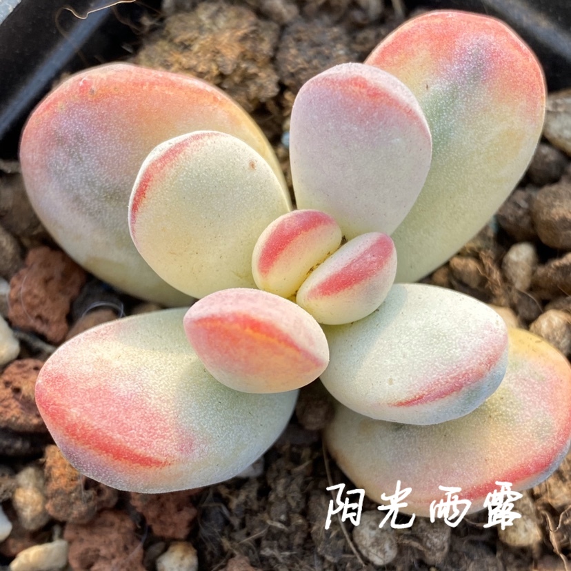 乒乓福娘锦一物一拍