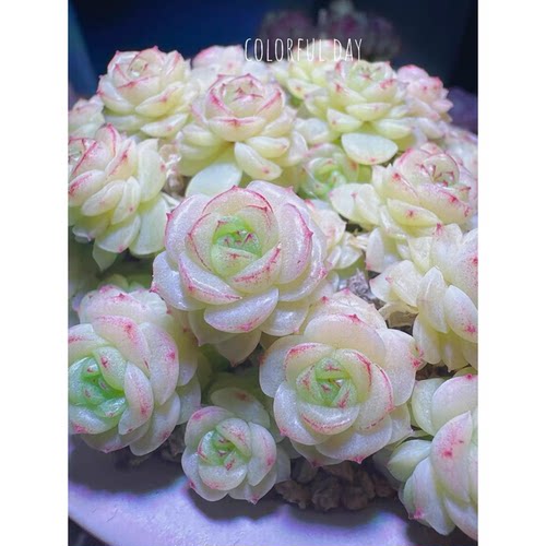 花陌派编号麦秆fm-152-2多肉