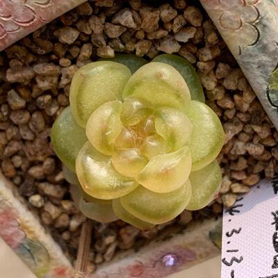 风花雪月多肉黄透秃子珍妮