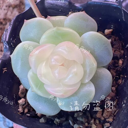 荔枝李铁锤甜心舟舟母本定繁