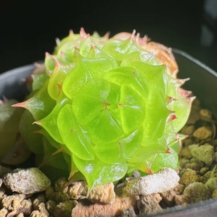 玉髓 定向繁殖 一物一拍多肉