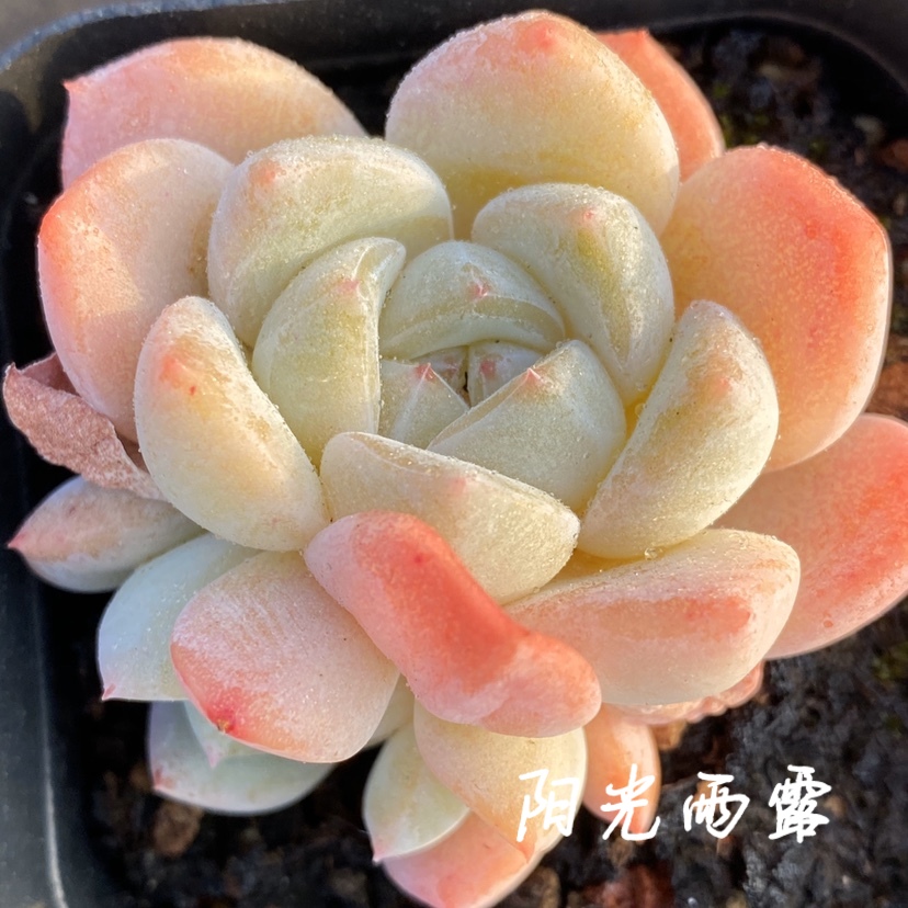 厚梦多肉植物一物一拍